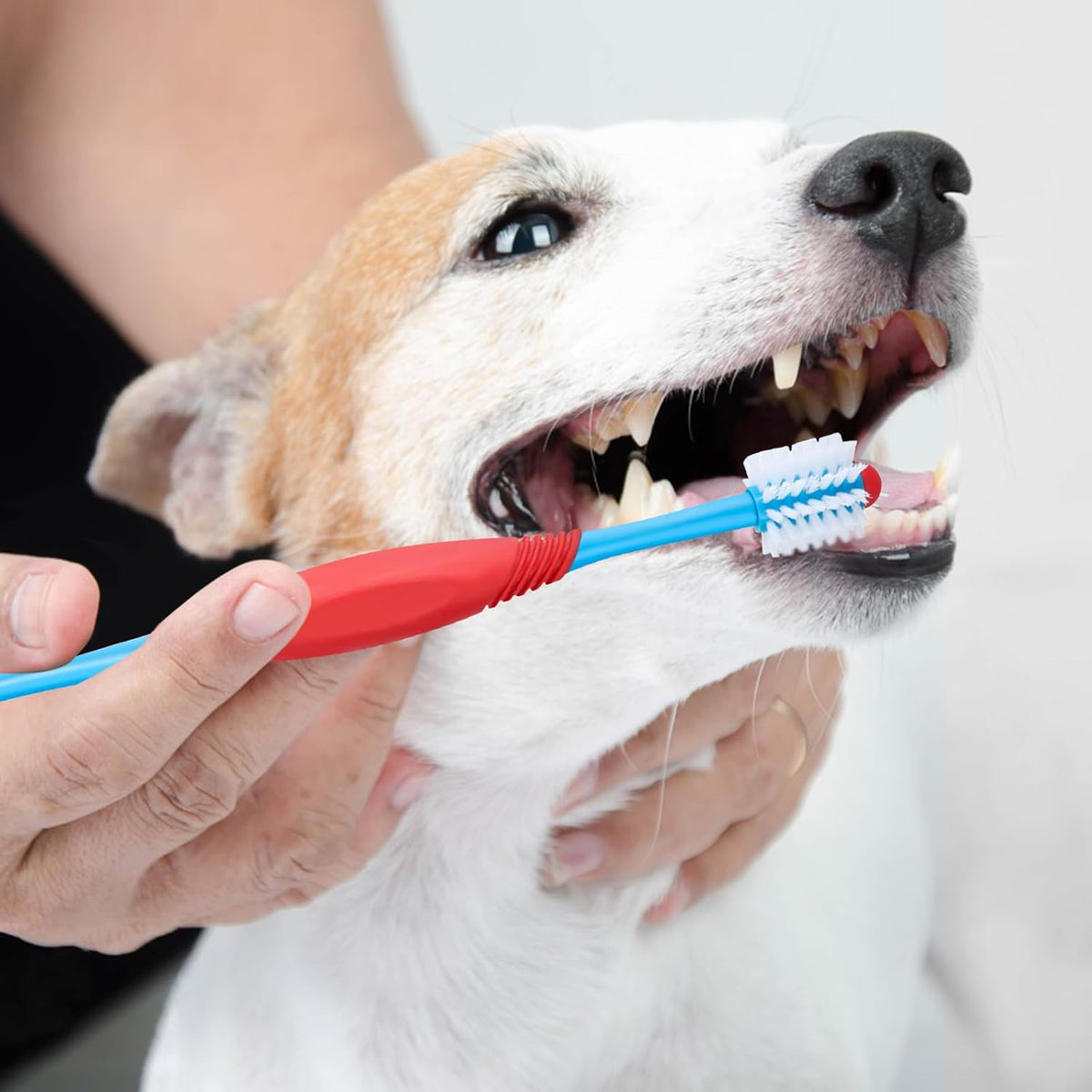 Pet dental care kit pet toothbrush